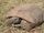 Gopher Tortoise