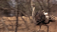 Yankee Zulu (1993)
