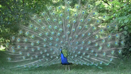 Zoo Clues (2013)