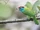 Blue-throated Barbet