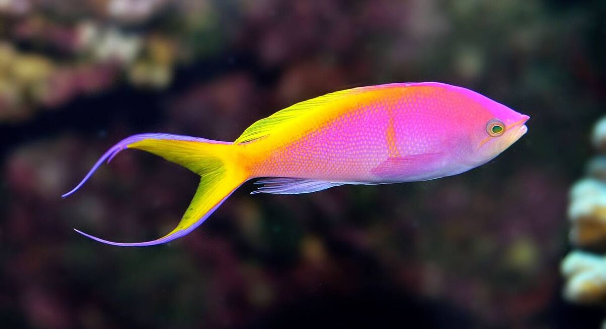 Anthias care online