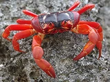 Christmas Island Red Crab