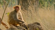 Dynasties (2018)
