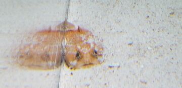 Gulf Toadfish, NatureRules1 Wiki