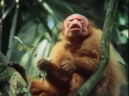 Life on Earth (1979)