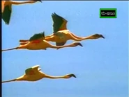 Nakuru: An Island in Africa (1997)