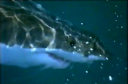 Secret Sharks (1998)