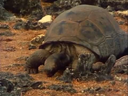 The Living Planet (1984)