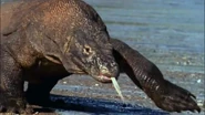 Wild Asia (2002)