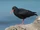 African Oystercatcher