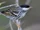Blackpoll Warbler