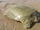 Asian Giant Softshell Turtle
