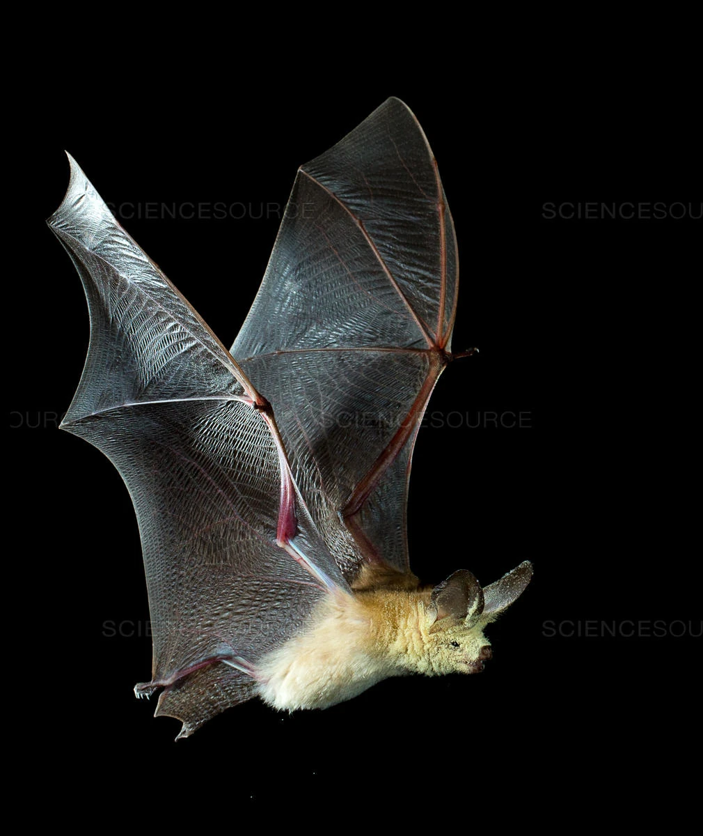 Pallid Bat NatureRules1 Wiki Fandom