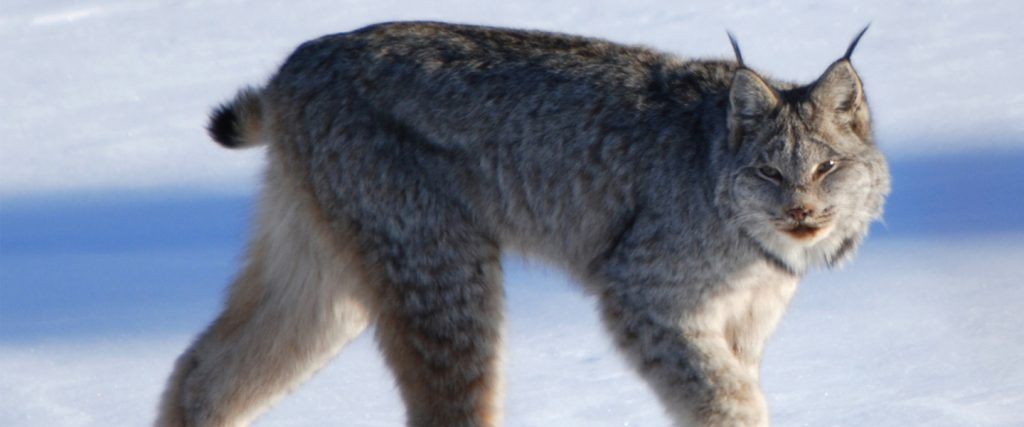 Animal Guide: Canadian Lynx, Nature