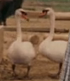 Evan Almighty (2007)
