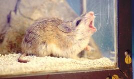 Howling-mouse--2 lg