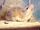 Southern Grasshopper Mouse
