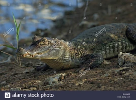 Spectacled-caiman-caiman-crocodilus-crocodilus-DYKHCT