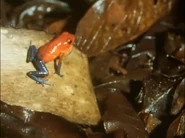 The Trials of Life (1990)