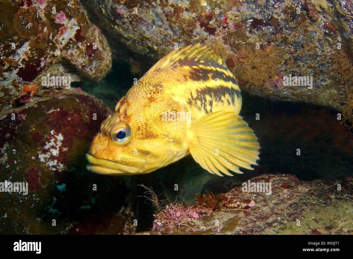 Threestripe Rockfish NatureRules1 Wiki Fandom