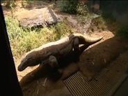 Jim Knox’s Wild Zoofari (2006)