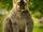 Red-fronted Lemur