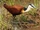 African Jacana