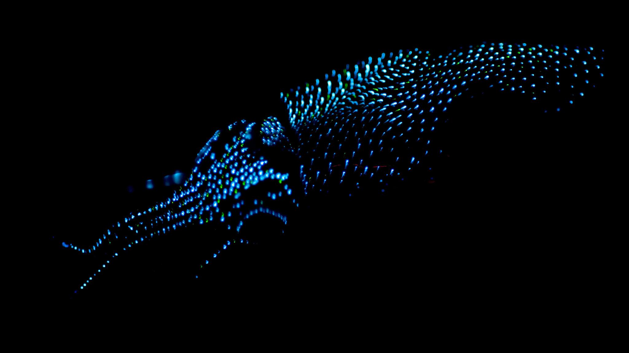 Firefly Squid, NatureRules1 Wiki