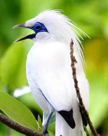 98+ Gambar Kartun Burung Jalak Bali HD Terbaik