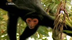 File:Macaco-Aranha (Red-Faced Spider Monkey).jpg - Wikipedia