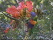 Kratts' Creatures (1996)