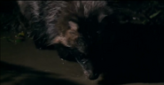 Wild Russia (2008)