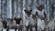 Wild Scandinavia (2023)