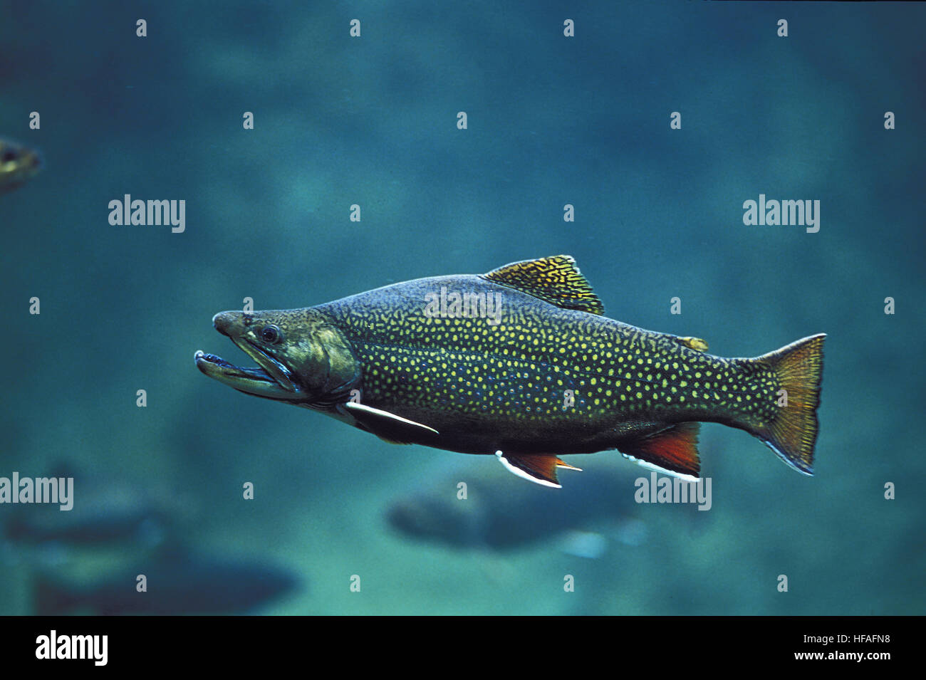 Brook ブルック Cutthroat Trout Sweat L Brook Trout | NatureRules1 Wiki | Fandom