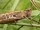 Common Field Grasshopper