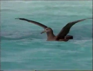 Cuddly Sharks Black-footed Albatross.png (575 KB) Cuddly Sharks (1996)