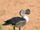 Knob-billed Duck