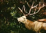 From Blossom Time to Autumn Frost (1953)