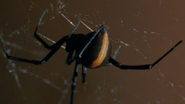 Life in the Undergrowth (2005)