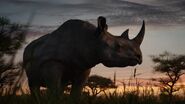 Black Rhinoceros