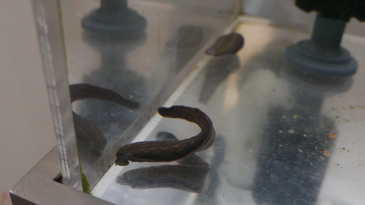 Medicinal Leech | NatureRules1 Wiki | Fandom