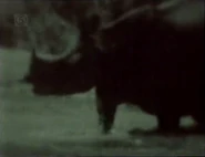 Tiger, Tiger (1977)