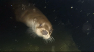 Wild Baltic (2018)