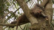 Wild China (2008)