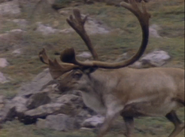 Wild Guess (1988)