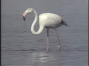 Amazing Animals (1996-1999)