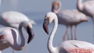 Extreme Africa (2015)