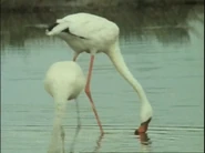 Life on Earth (1979)