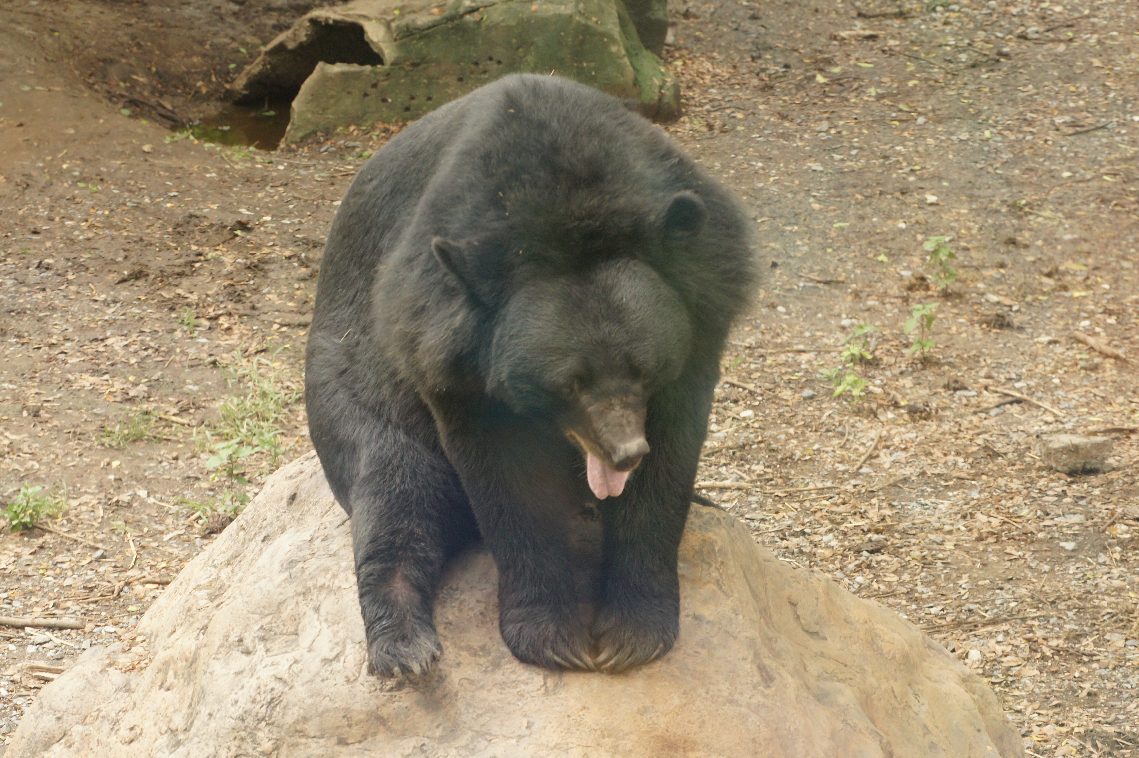 Louisiana Black Bear (Ursus americanus luteolus)