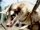 Brown Four-eyed Opossum